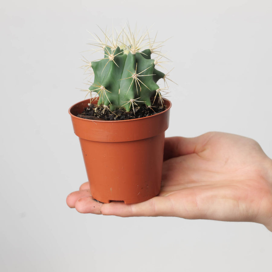 Ferocactus glaucescens - GROW TROPICALS