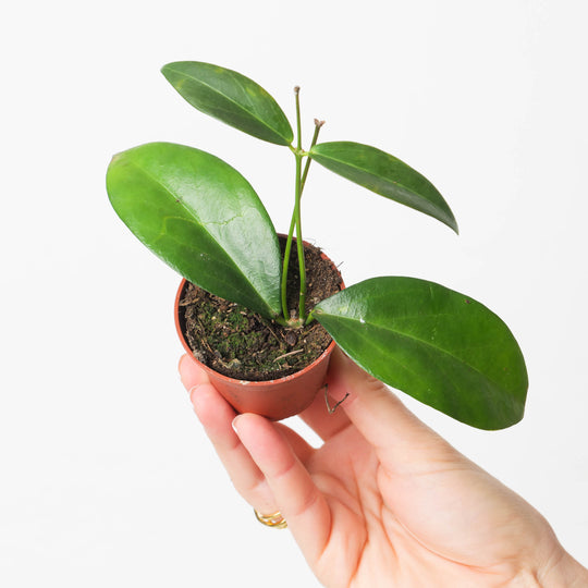 Hoya globulifera Plants GrowTropicals