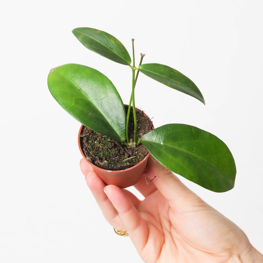 Hoya globulifera - GROW TROPICALS