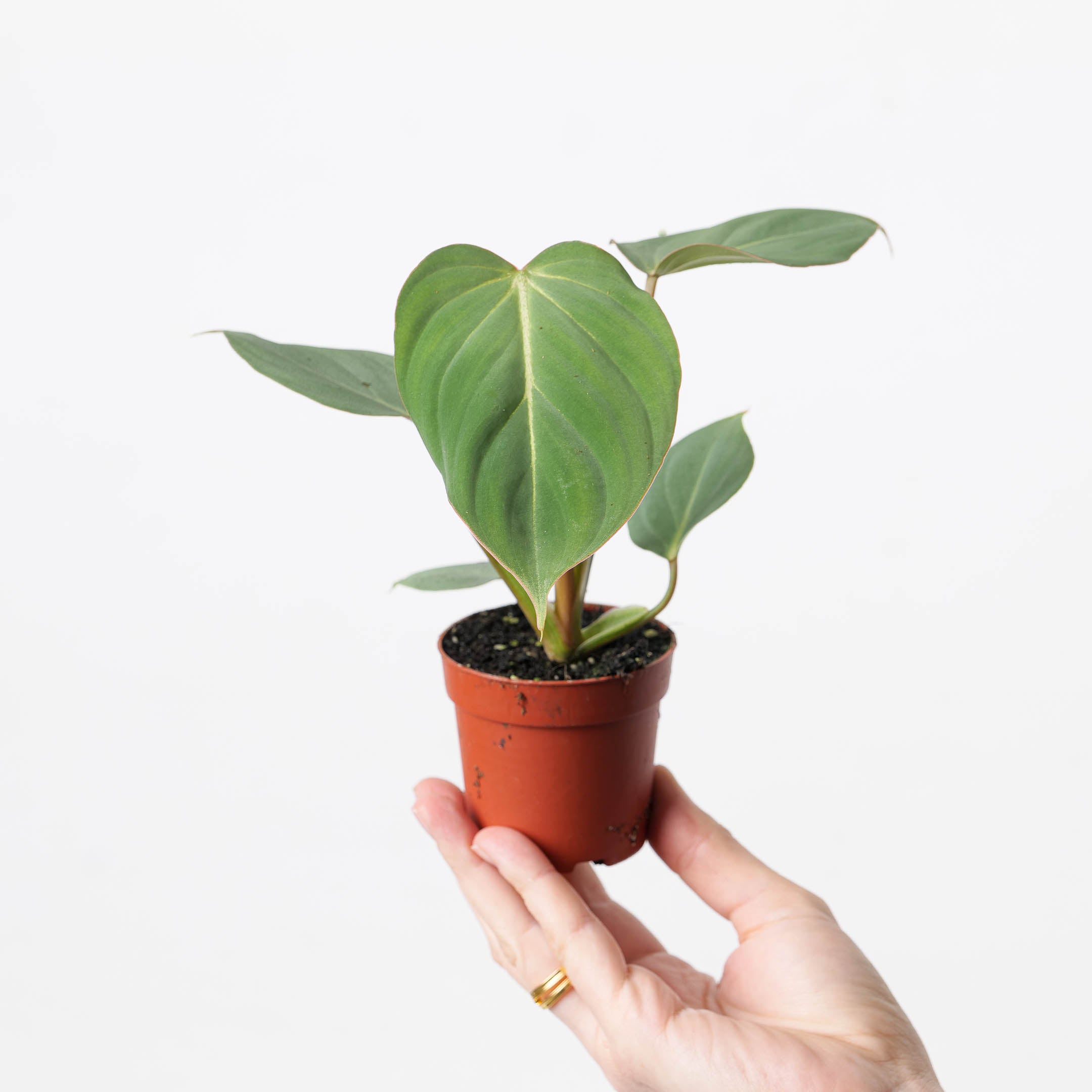 philodendron gloriosum sverige Philodendron gloriosum | Plants