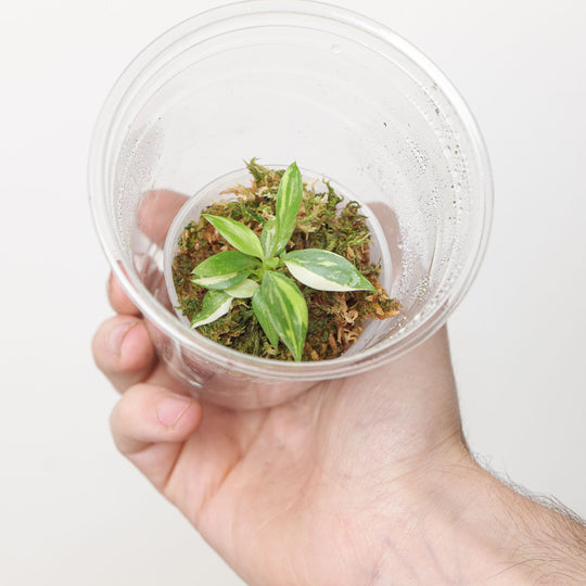 Philodendron Gloriosum No.2 (Plantlet) Plants GrowTropicals