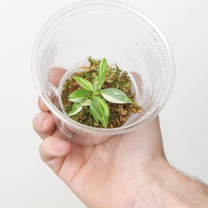 Philodendron Gloriosum No.2 (Plantlet) Plants GrowTropicals