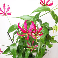 Gloriosa superba 'Rothschildiana'