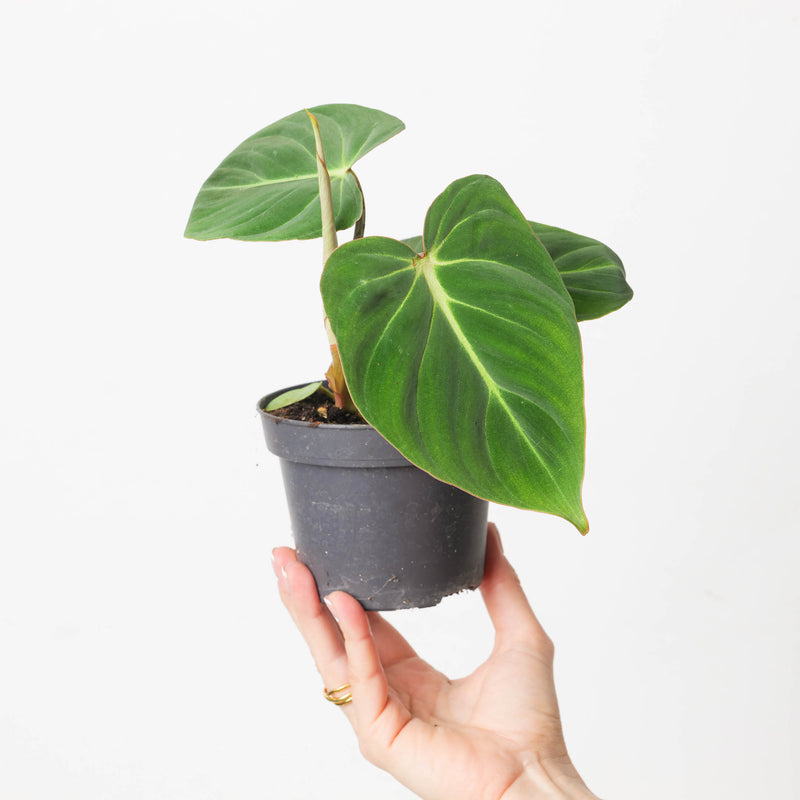 Philodendron gloriosum Plants GrowTropicals
