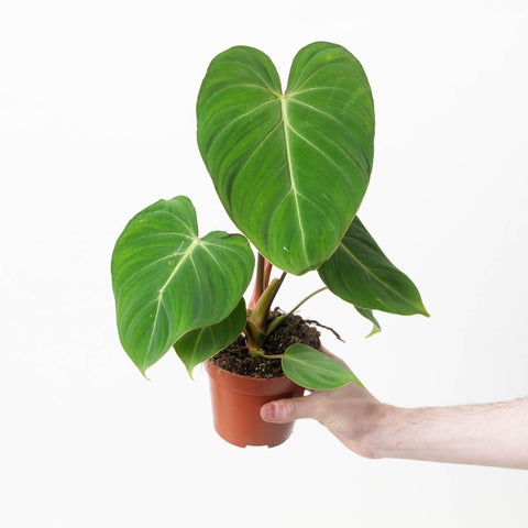 Philodendron gloriosum 12cm Plants GrowTropicals
