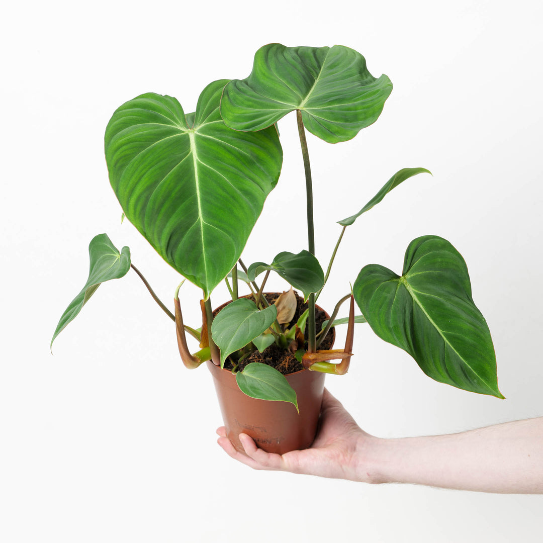 philodendron gloriosum for sale Philodendron gloriosum