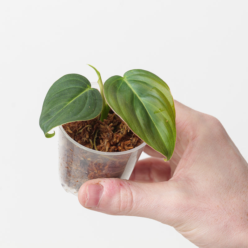 Philodendron melanochrysum x gloriosum 'Glorious' — 6cm