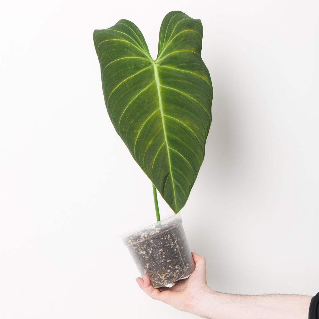 philodendron gloriosum x melanochrysum Philodendron melanochrysum x gloriosum 'Glorious'