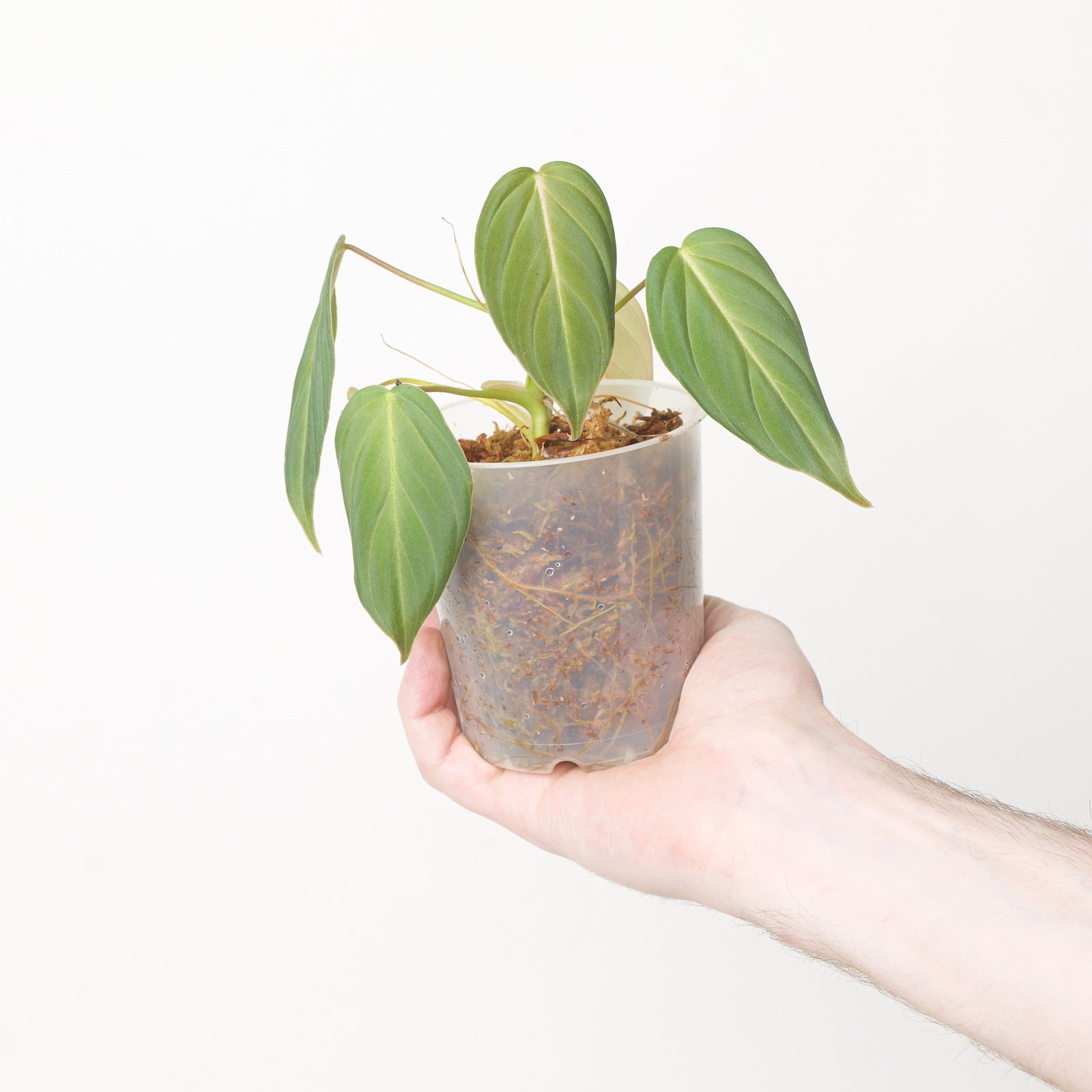 philodendron glorious hybrid Philodendron melanochrysum x gloriosum 'Glorious' | Plants