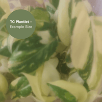 Philodendron Gloriosum Variegated Type 1 (TC Plantlet) - Preorder