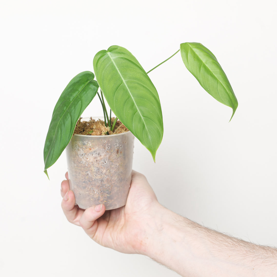 Philodendron sharoniae 'Goat' 9cm Plants GrowTropicals