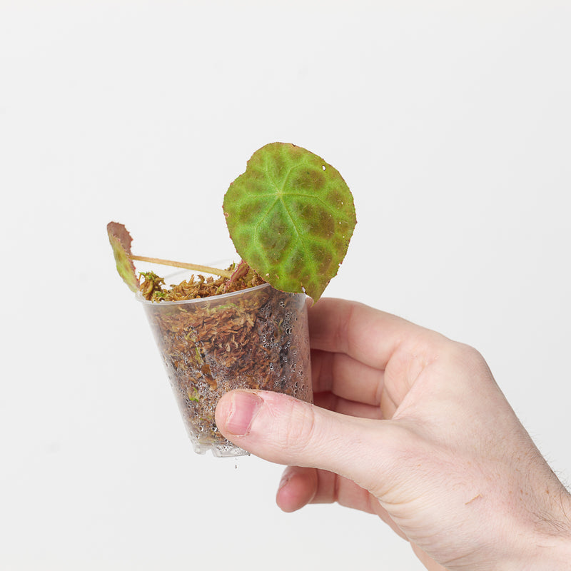 Begonia goegoensis Plants GrowTropicals