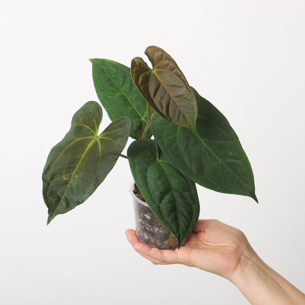 Anthrium Goliath x Dark Phoenix | Grow Tropicals