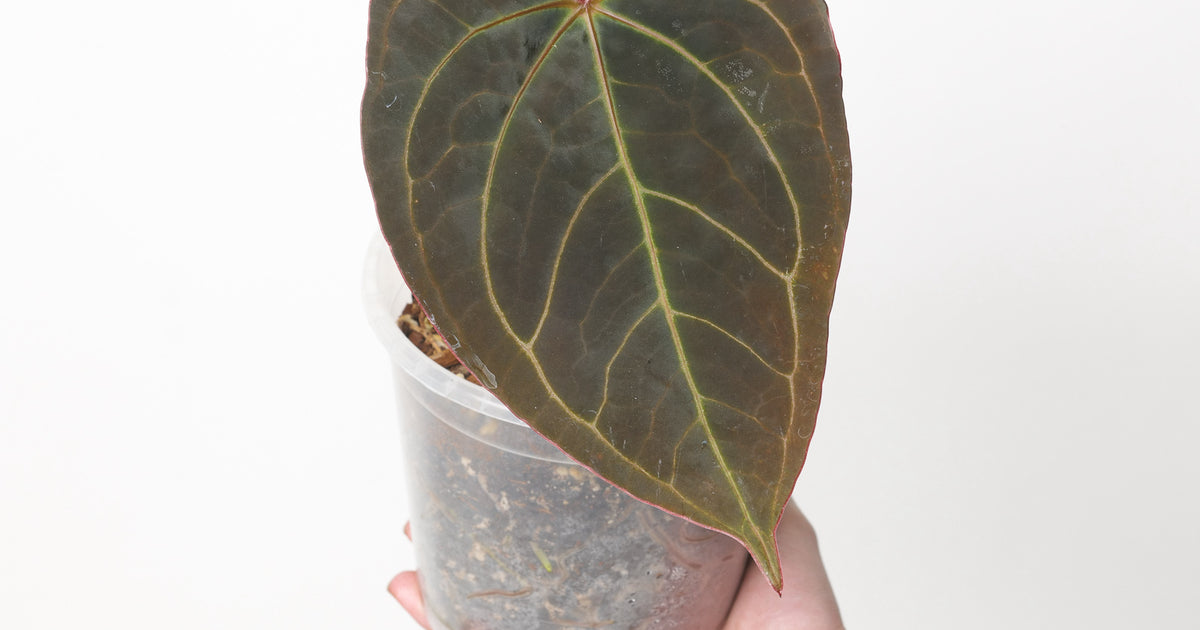 Anthurium Red Spider x Goliath | Plants