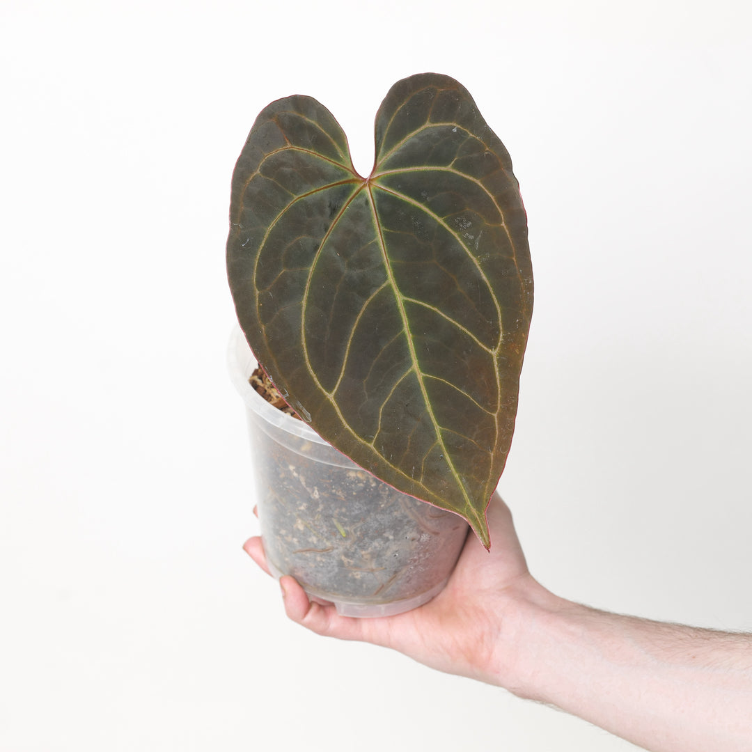 Anthurium Red Spider x Goliath 15cm Plants GrowTropicals