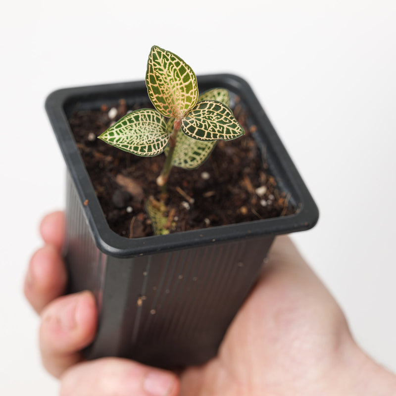 Anoectochilus Gold Bar Hybrid (Acclimated)