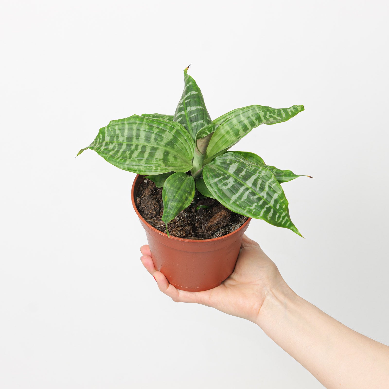 dracaena goldieana for sale Dracaena goldieana