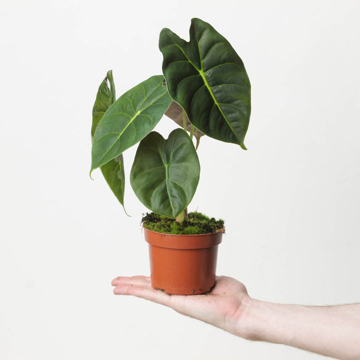 Alocasia 'Golden Bone' - GROW TROPICALS