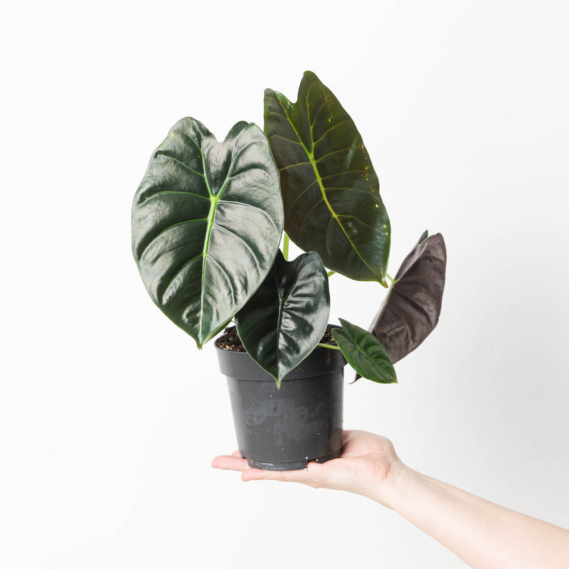 Alocasia 'Golden Bone' 14cm Plants GrowTropicals