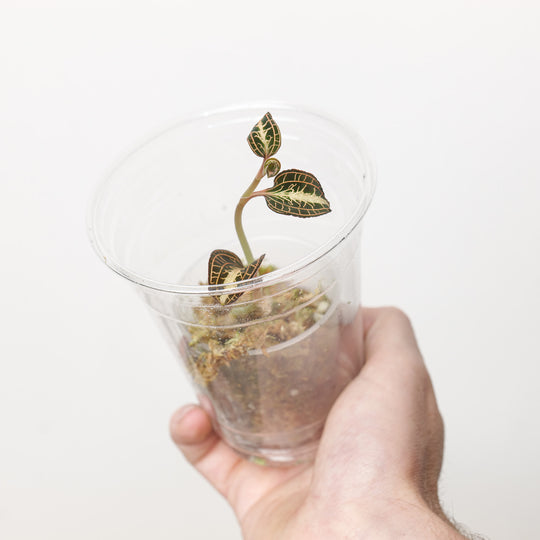 Anoectochilus roxburghii 'Gold Heart' (Plantlet) Plants GrowTropicals