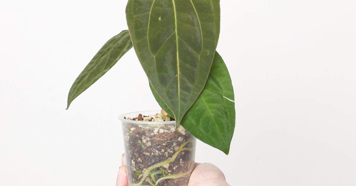 anthurium 'goliath' Anthurium Dark Phoenix x Goliath | Plants