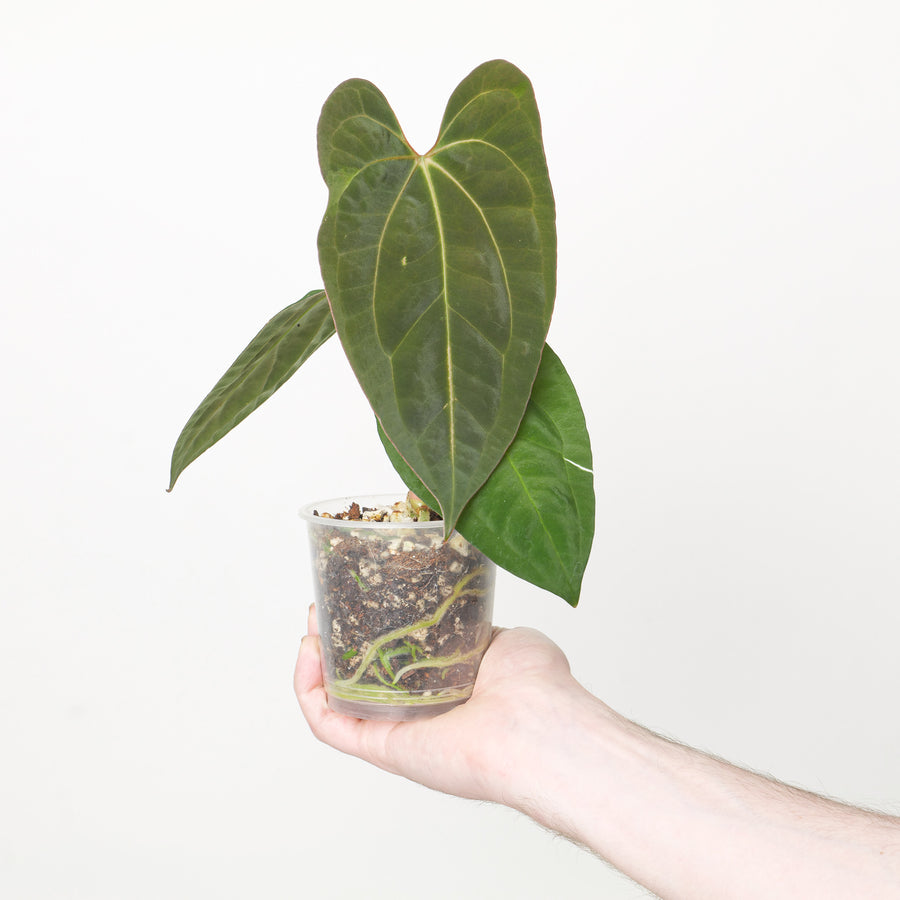 Anthurium Dark Phoenix x Goliath 9cm #2 Plants GrowTropicals