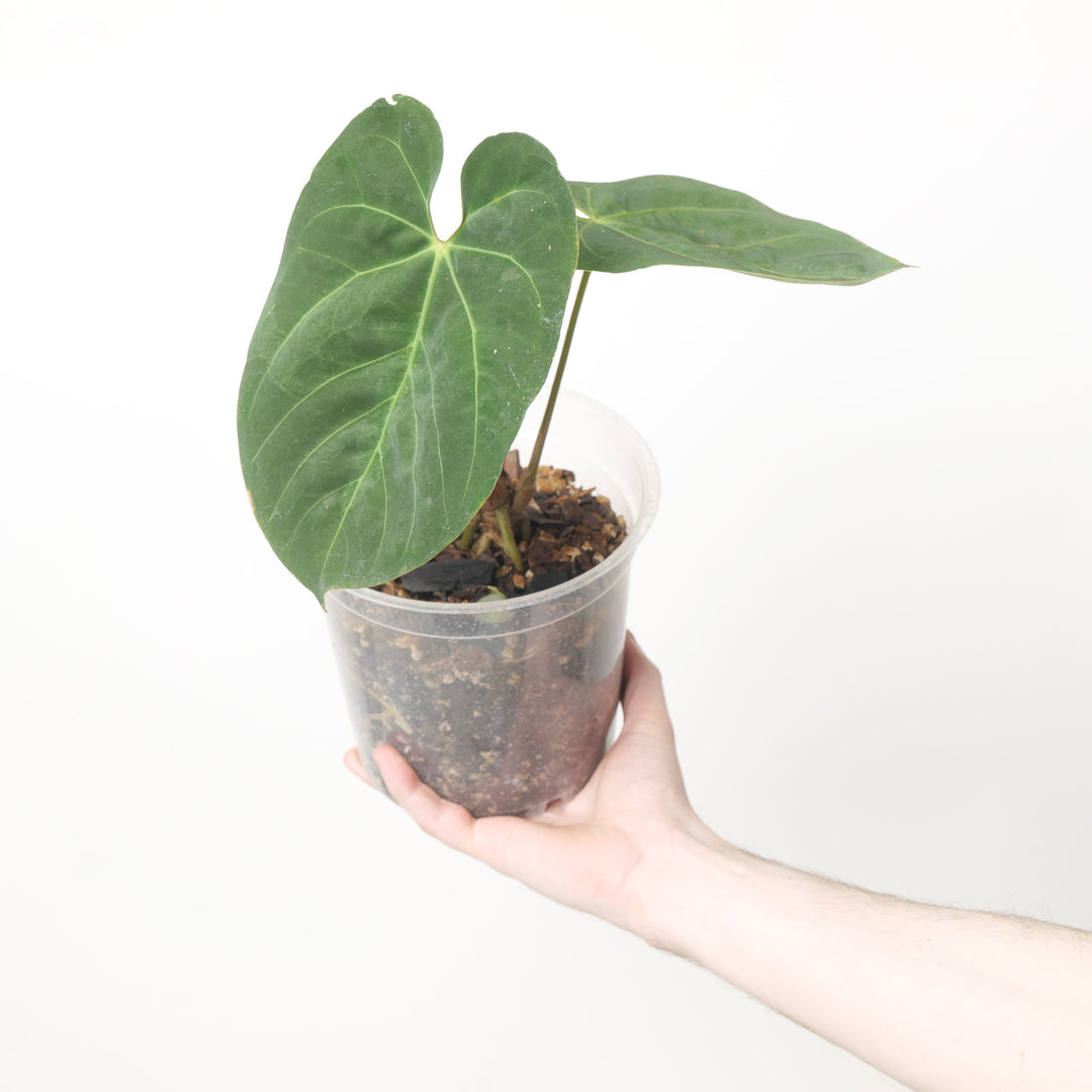Anthrium Goliath x Dark Phoenix 15cm / #3 Plants GrowTropicals