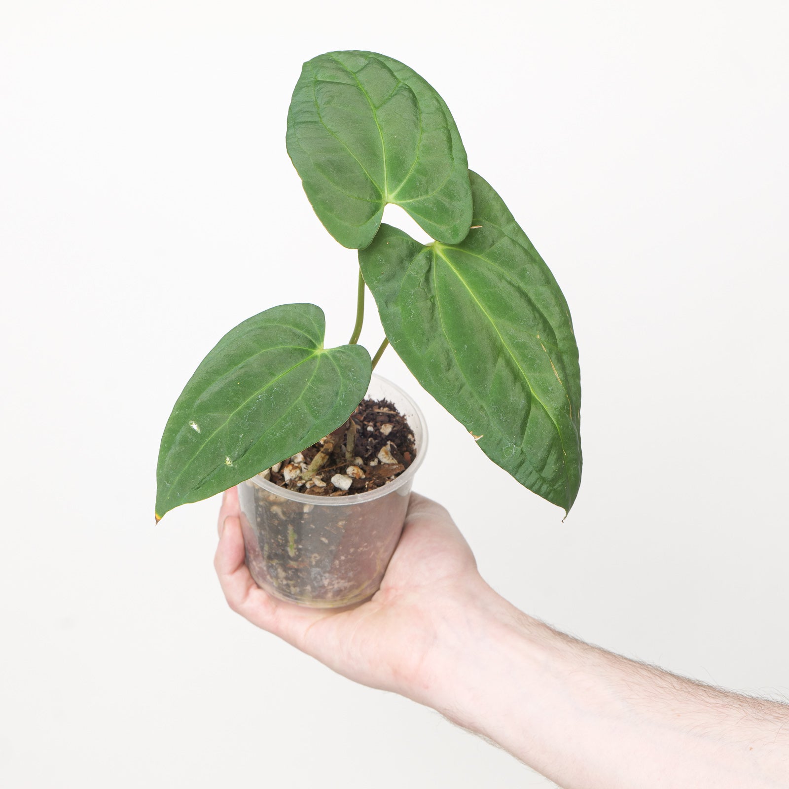 Anthurium Dark Phoenix x Goliath | Grow Tropicals