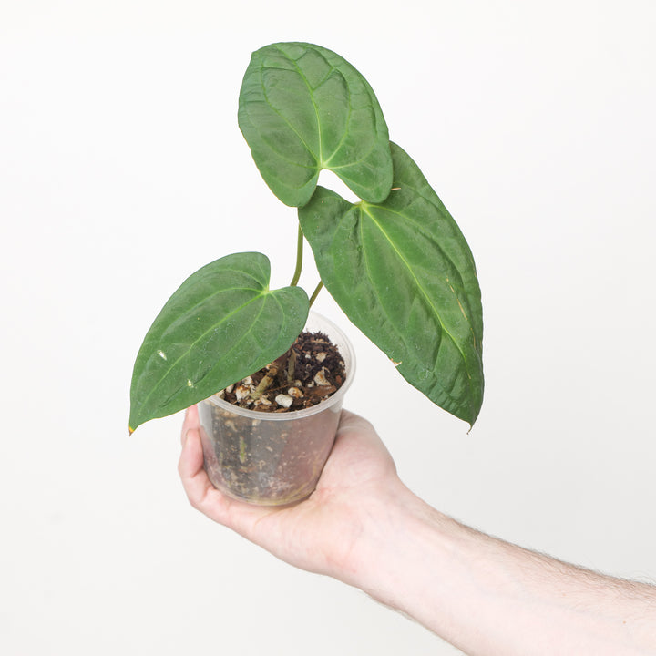 Anthurium Dark Phoenix x Goliath Plants GrowTropicals