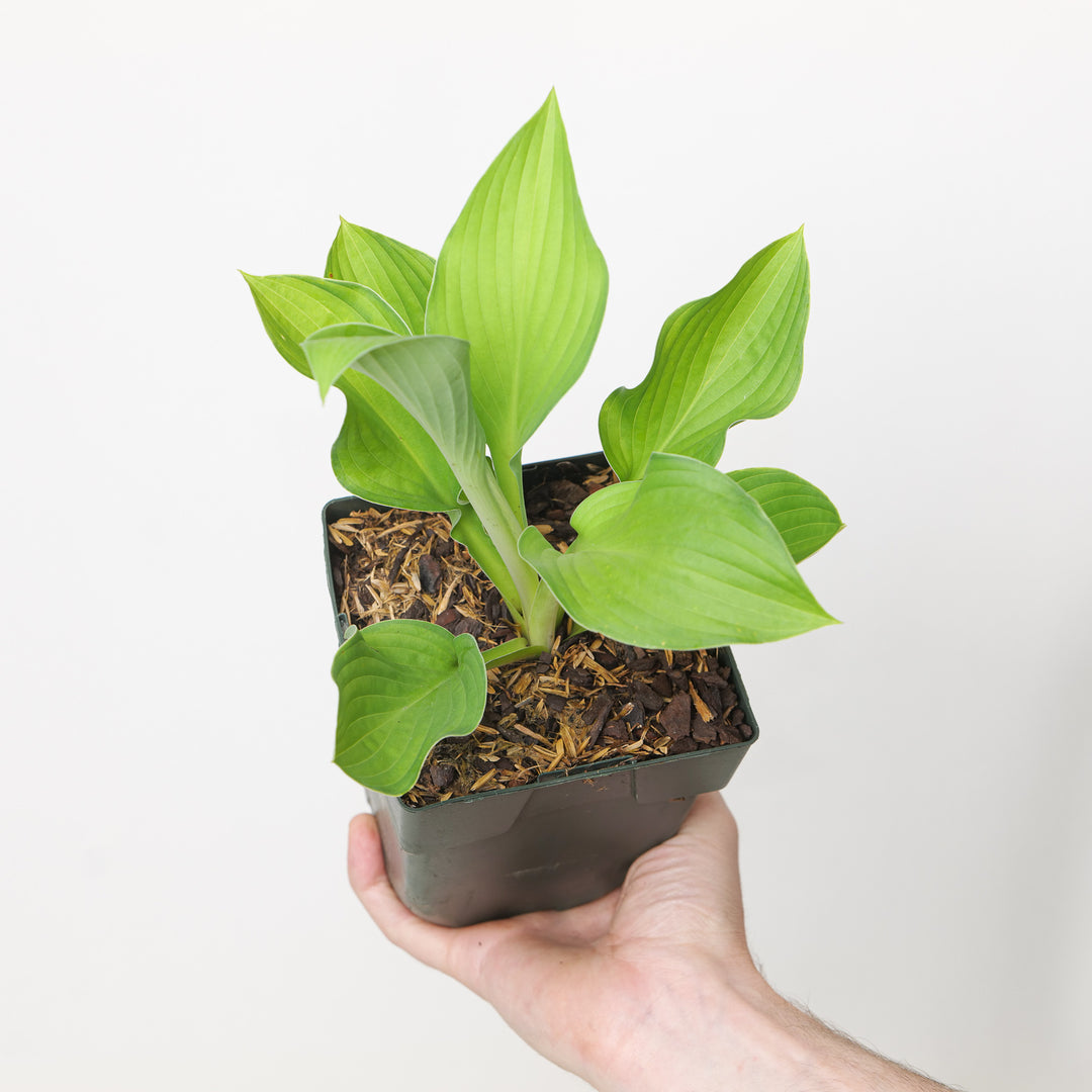Hosta 'Gold Standard'