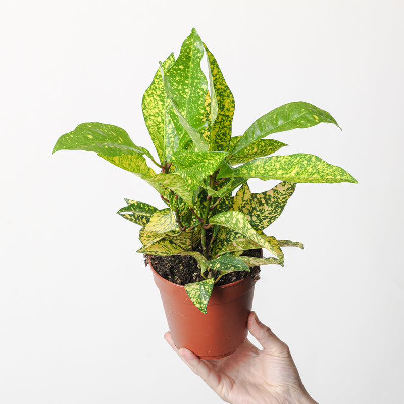 Codiaeum variegatum 'Gold Sun' Plants GrowTropicals