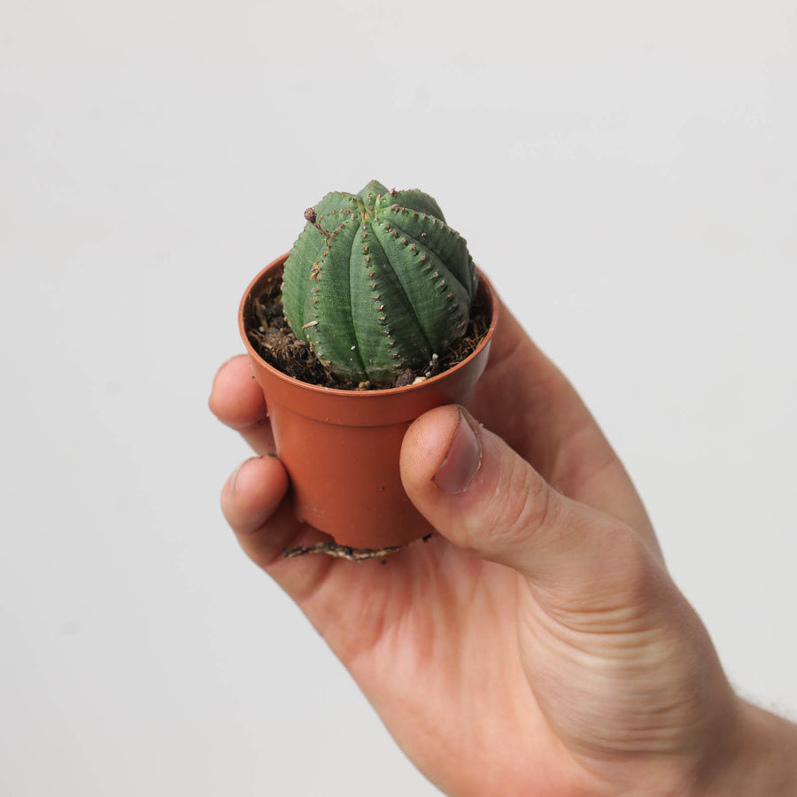 Euphorbia obesa 'Gingham Golf Ball' - GROW TROPICALS