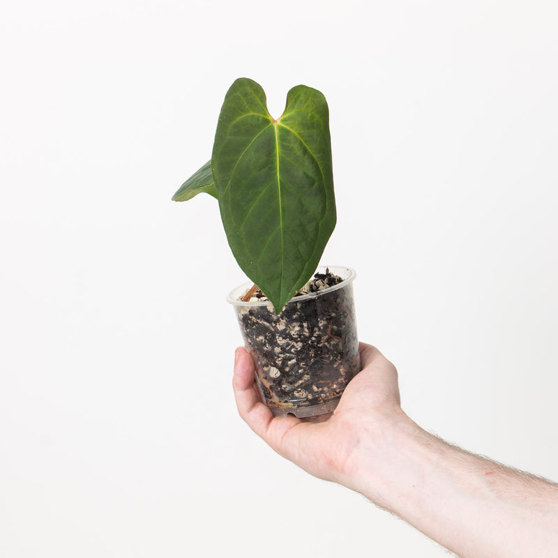 Anthurium 'Goliath' — #46