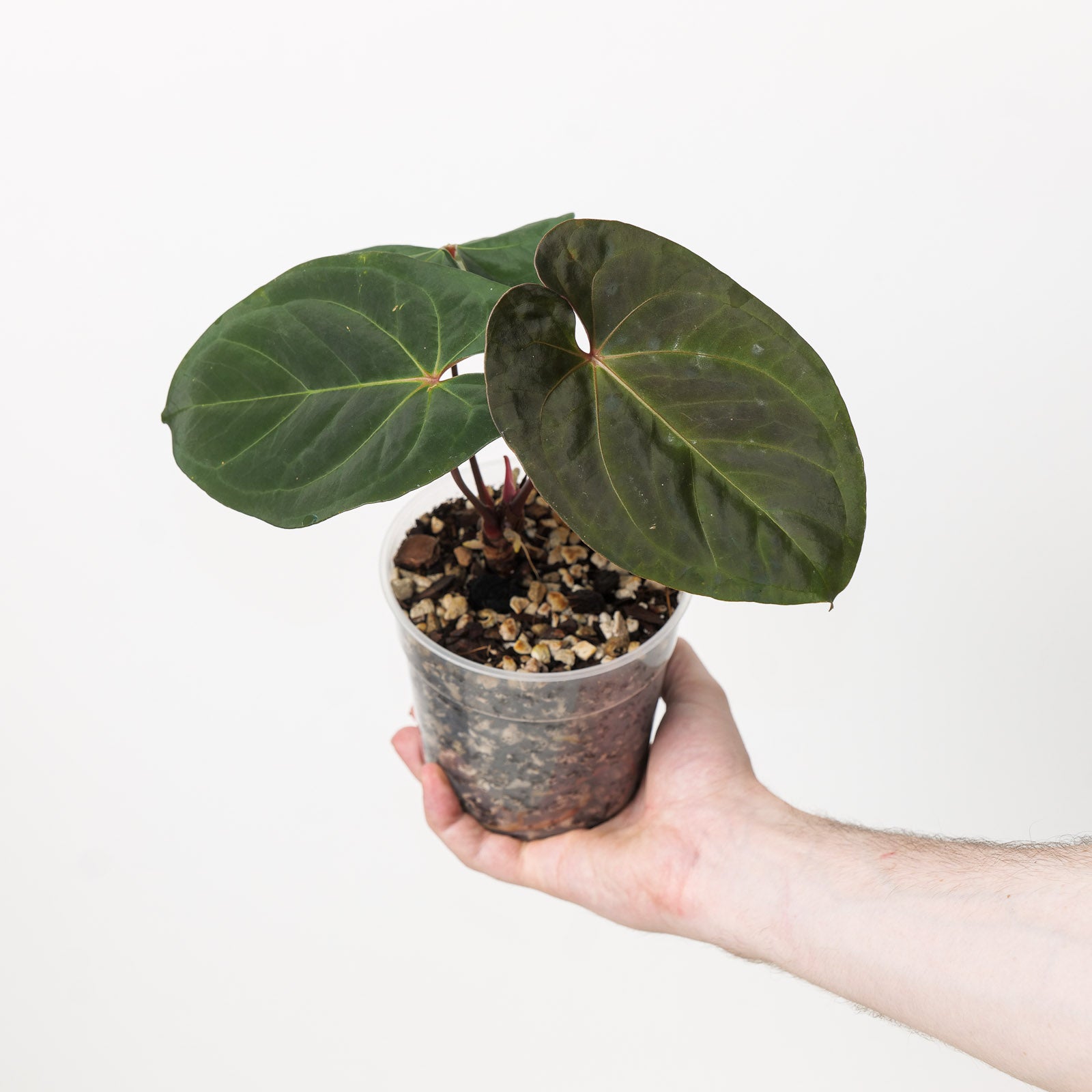 Anthurium 'Goliath' | Plants | GrowTropicals.com