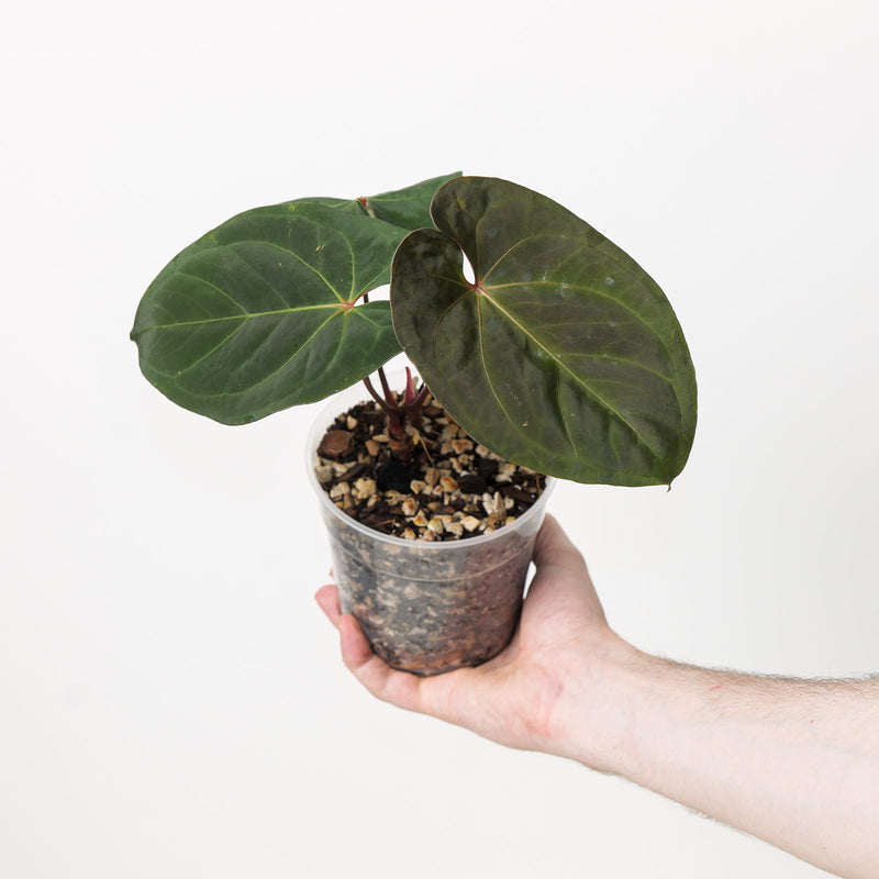 Anthurium 'Goliath' #53 Plants GrowTropicals