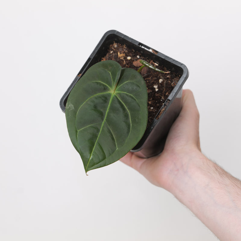 Anthrium Goliath x Dark Phoenix Plants GrowTropicals