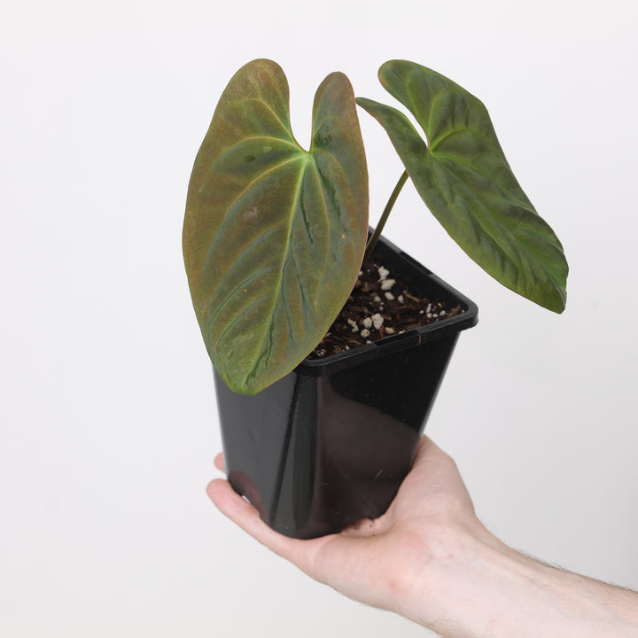 Anthrium Goliath x Dark Phoenix 12cm Growers Choice Plants GrowTropicals