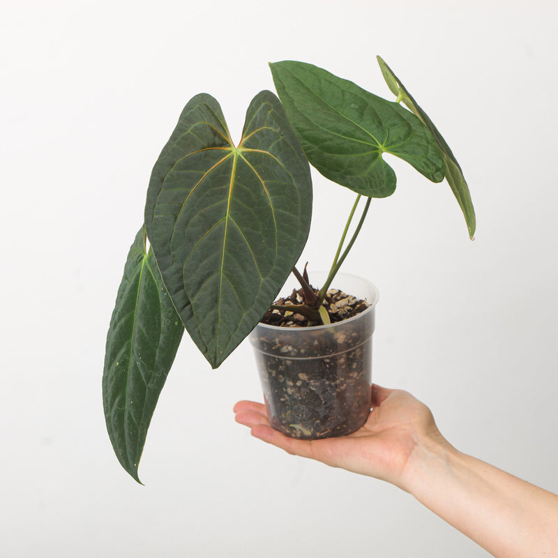 Anthurium Goliath x Fort Sherman 'Orange Veins' Plants GrowTropicals