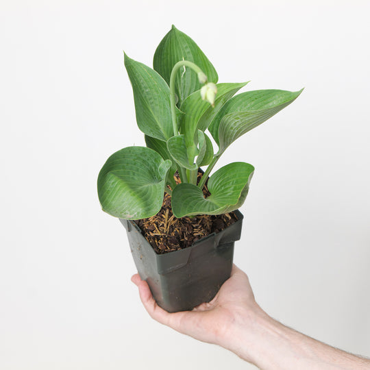 Hosta 'Abiqua Drinking Gourd'