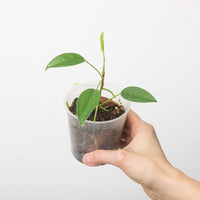 Anthurium Gracile