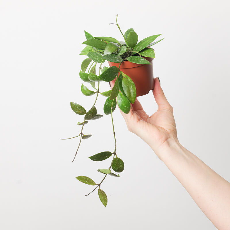 Hoya Gracilis | Hoya Memoria Plants GrowTropicals
