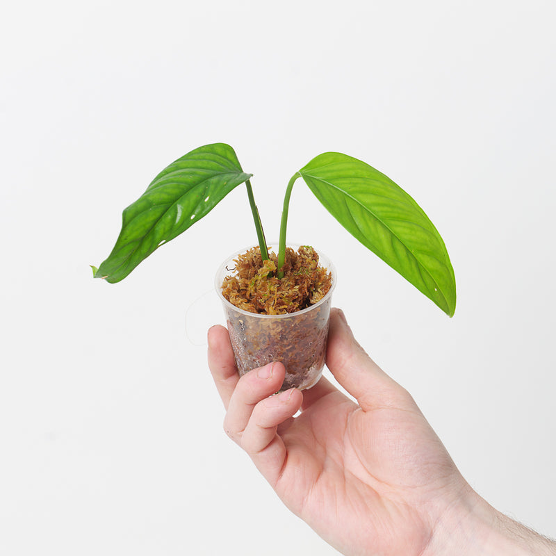 Monstera gracilis aff Plants GrowTropicals