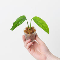 Monstera gracilis aff