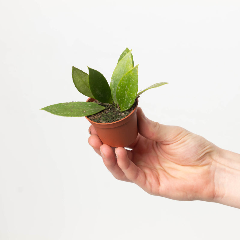 Hoya Gracilis | Hoya Memoria — 6cm