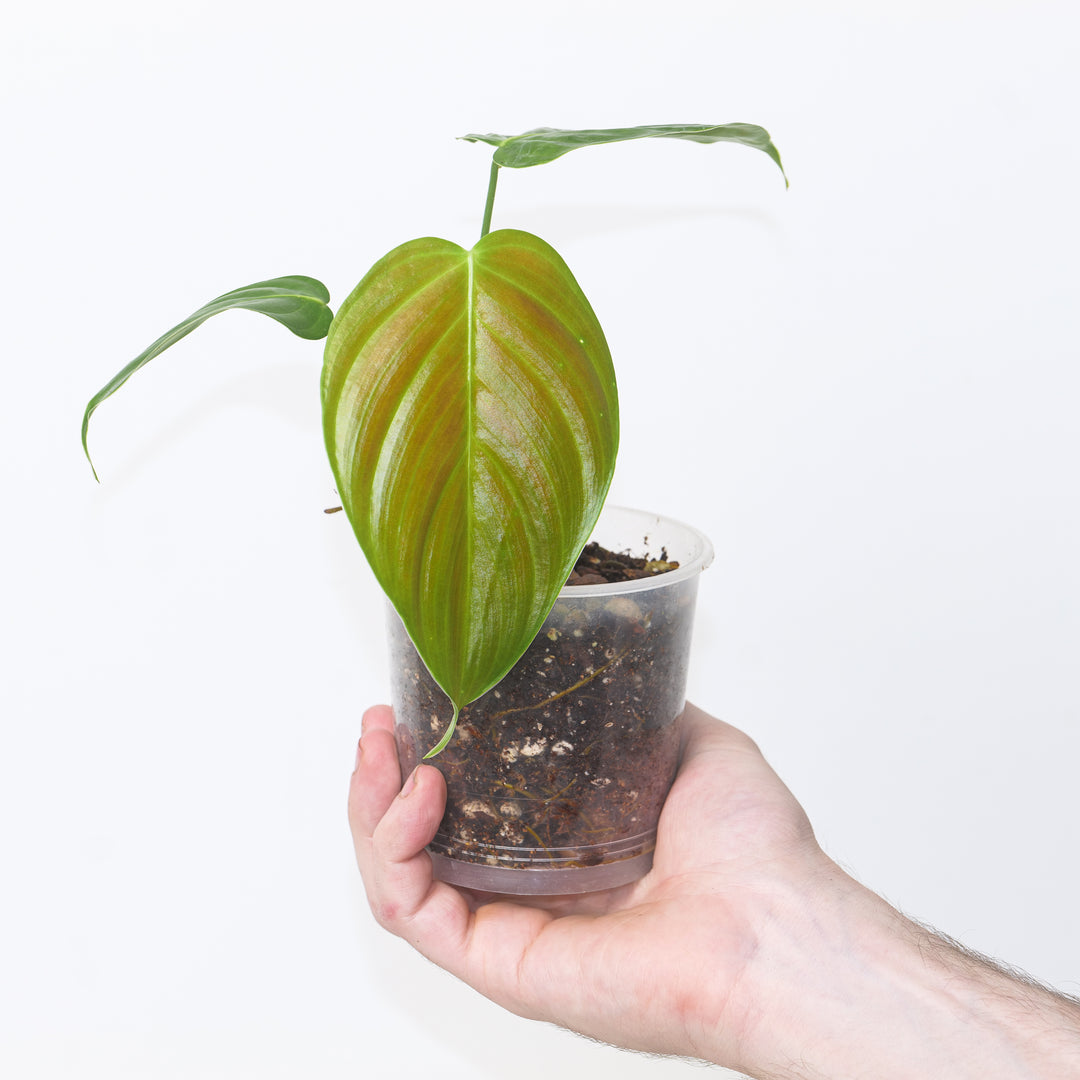 philodendron grandipes Philodendron grandipes