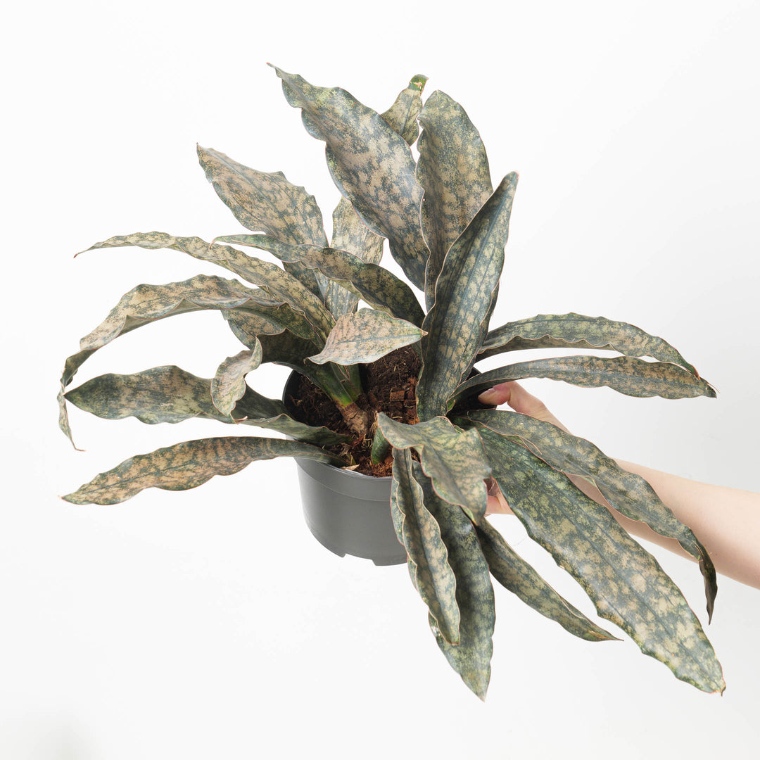 coppertone snake plant price Sansevieria Star Canyon Granite | Sansevieria Coppertone | Plants