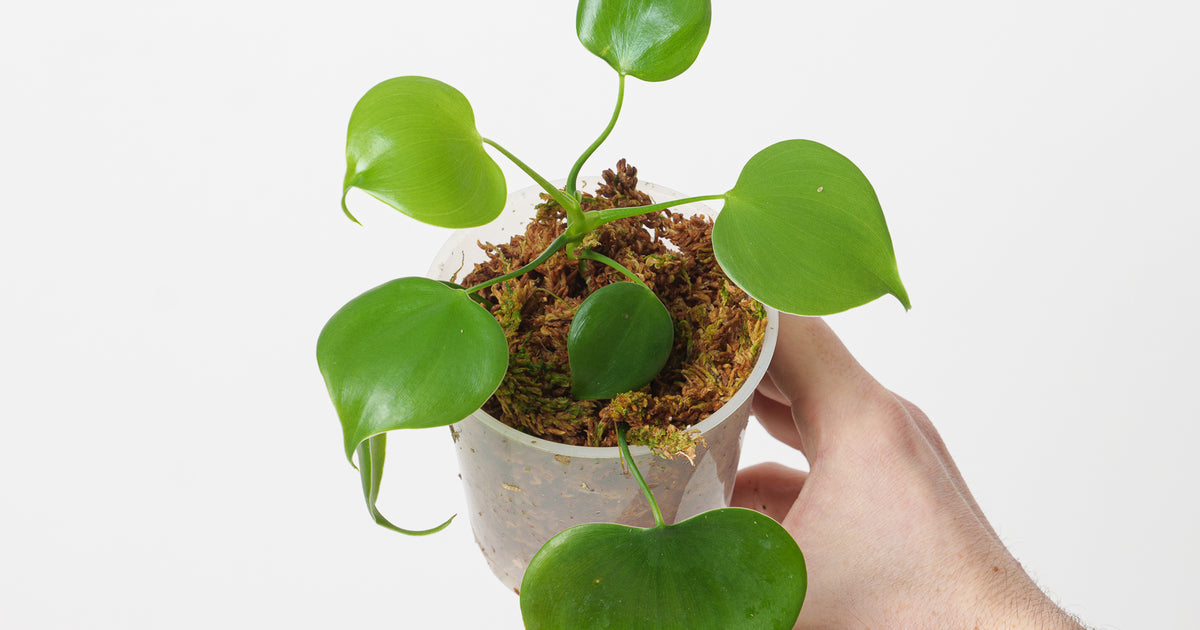 philodendron grazielae ebay Philodendron grazielae | Plants