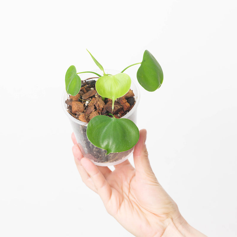 Philodendron grazielae — 9cm