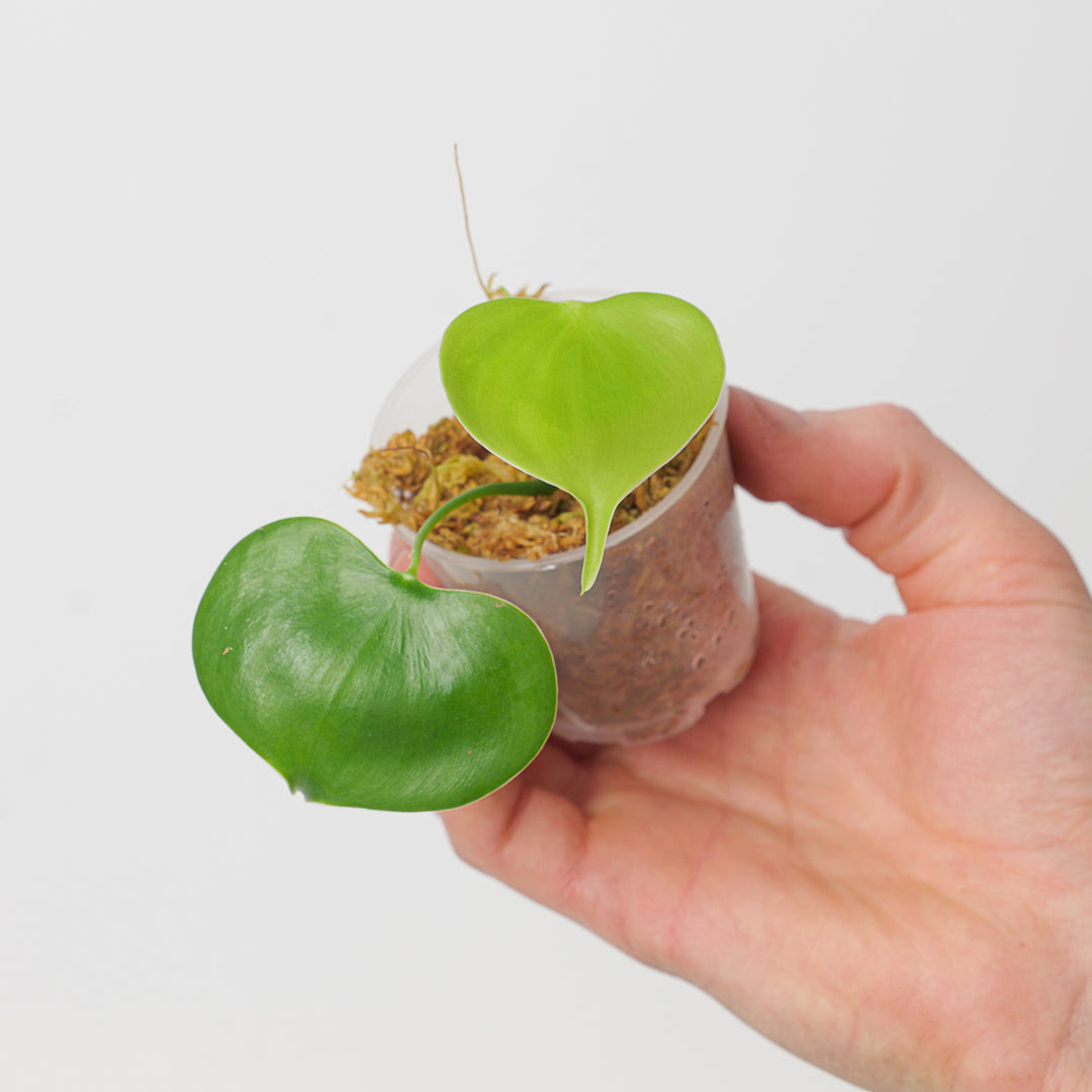 philodendron grazielae price Philodendron grazielae
