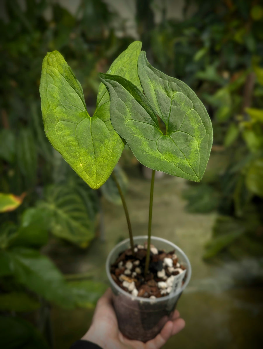 Ulearum donburnsii 'Green' - GROW TROPICALS